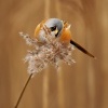 Sykorice vousata - Panurus biarmicus - Bearded Reedling o4619